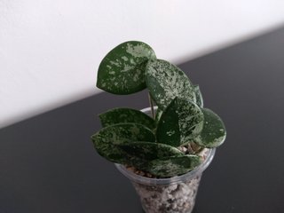 Hoya Mathilde Silver Splash