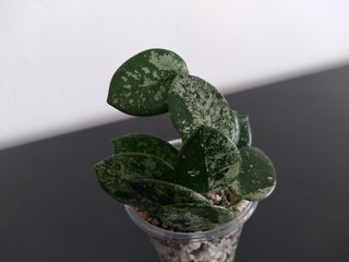 Hoya Mathilde Silver Splash