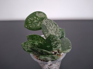 Hoya Mathilde Silver Splash