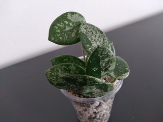 Hoya Mathilde Silver Splash