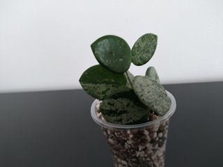 Hoya Mathilde Silver Splash