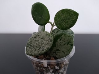 Hoya Mathilde Silver Splash