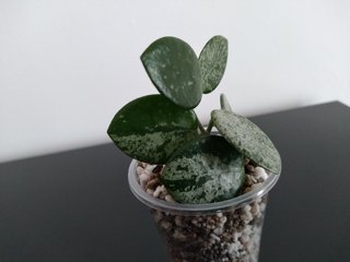 Hoya Mathilde Silver Splash