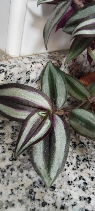 Planta Tradescantia zebrina en maceta