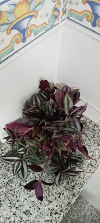 Planta Tradescantia zebrina en maceta