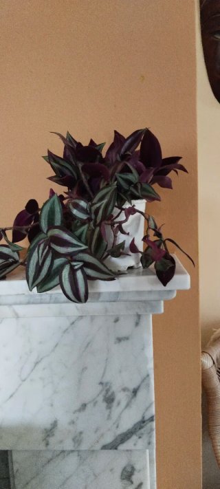 Planta Tradescantia zebrina en maceta