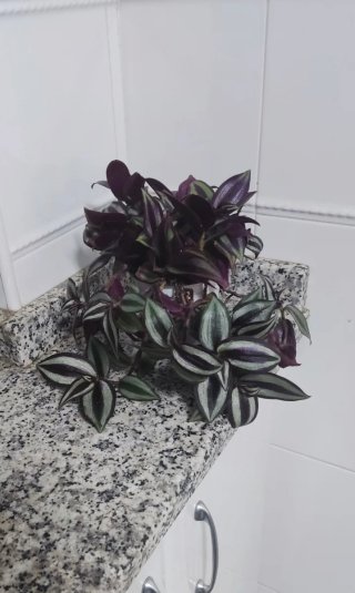 Planta Tradescantia zebrina en maceta