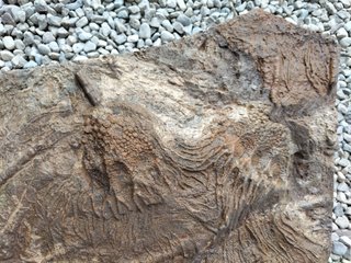 Fossili di Crinoidi