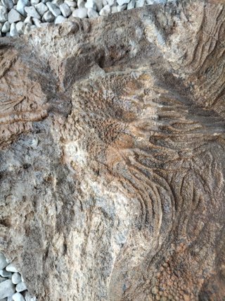 Fossili di Crinoidi
