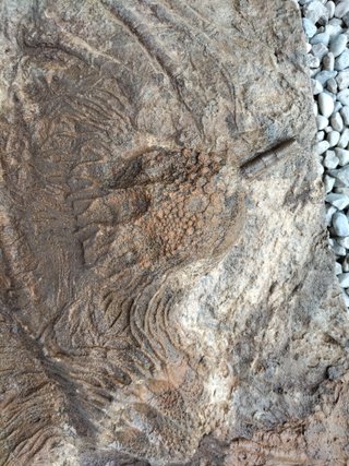 Fossili di Crinoidi