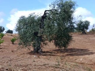 Olivos centenarios