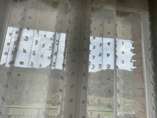 2 Cortinas Transparentes Plumeti