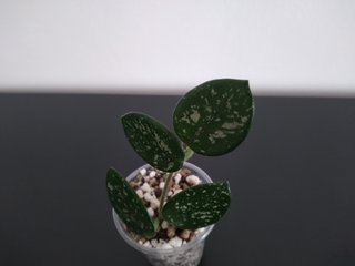 Hoya Mathilde Silver y Hoya Mathilde Splash