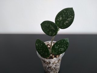 Hoya Mathilde Silver y Hoya Mathilde Splash