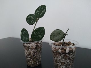 Hoya Mathilde Silver y Hoya Mathilde Splash