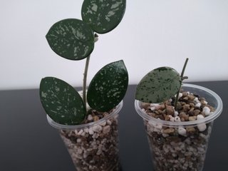 Hoya Mathilde Silver y Hoya Mathilde Splash