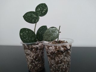 Hoya Mathilde Silver y Hoya Mathilde Splash