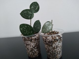Hoya Mathilde Silver y Hoya Mathilde Splash