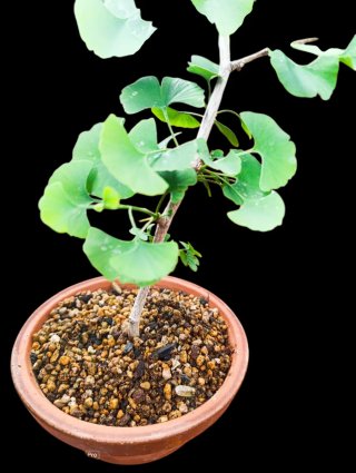 Pre-bonsái Ginkgo Biloba var, chichí icho