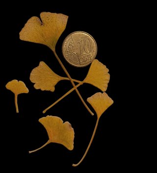 Pre-bonsái Ginkgo Biloba var, chichí icho