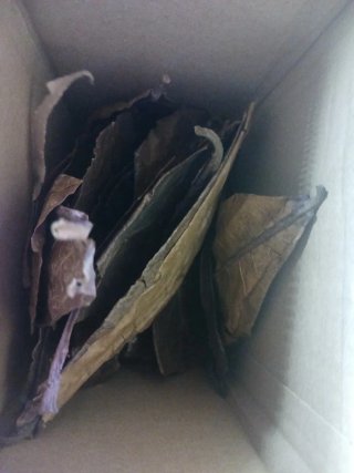 Lote de hojas secas