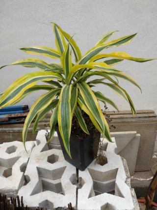 Planta Dracaena Lemon Surprise