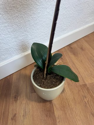 Orquídea artificial rosa