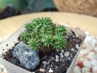 Euphorbia susannae