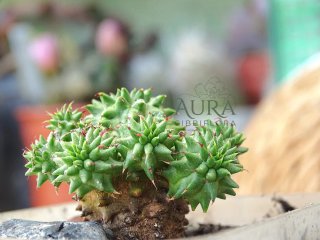 Euphorbia susannae