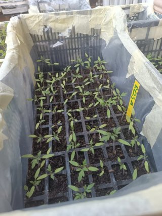 Plantas de Tomate, Pimiento y Berenjena huerto