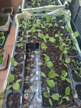 Plantas de Tomate, Pimiento y Berenjena huerto