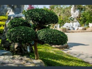 Soy jardinero