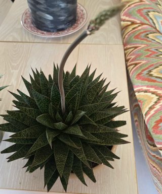 Pianta grassa Gasteraloe / Haworthia in fioritura