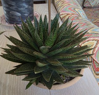 Pianta grassa Gasteraloe / Haworthia in fioritura
