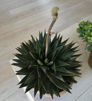 Pianta grassa Gasteraloe / Haworthia in fioritura