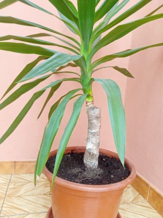 Planta Yuca/palmera en Maceta