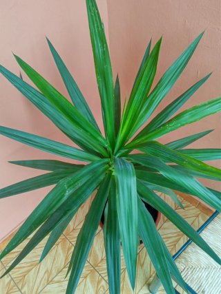 Planta Yuca/palmera en Maceta