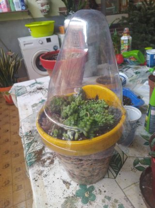10Cubre macetas de plástico transparente