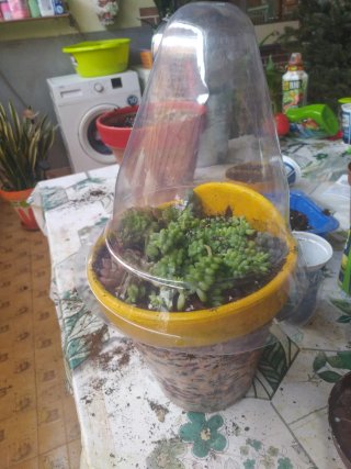 10Cubre macetas de plástico transparente