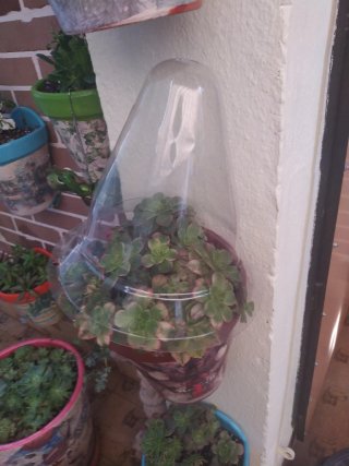 10Cubre macetas de plástico transparente