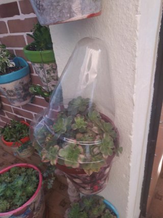 10Cubre macetas de plástico transparente