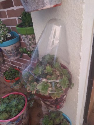 10Cubre macetas de plástico transparente