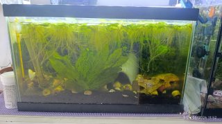 Acuario completo con plantas