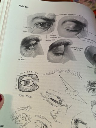 “Atlas of Human Anatomy for the Artist”