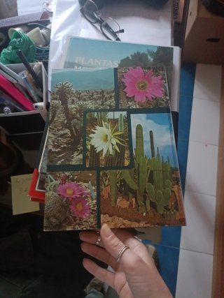 Libro los cactus y las otras plantas suculentas