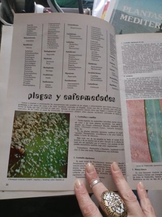 Libro los cactus y las otras plantas suculentas