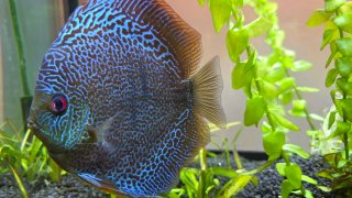 Acuario Juwel Vision 260 LED +filtro y peces disco