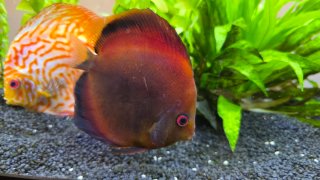 Acuario Juwel Vision 260 LED +filtro y peces disco