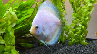 Acuario Juwel Vision 260 LED +filtro y peces disco