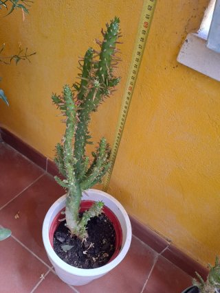Planta Cactus en Maceta